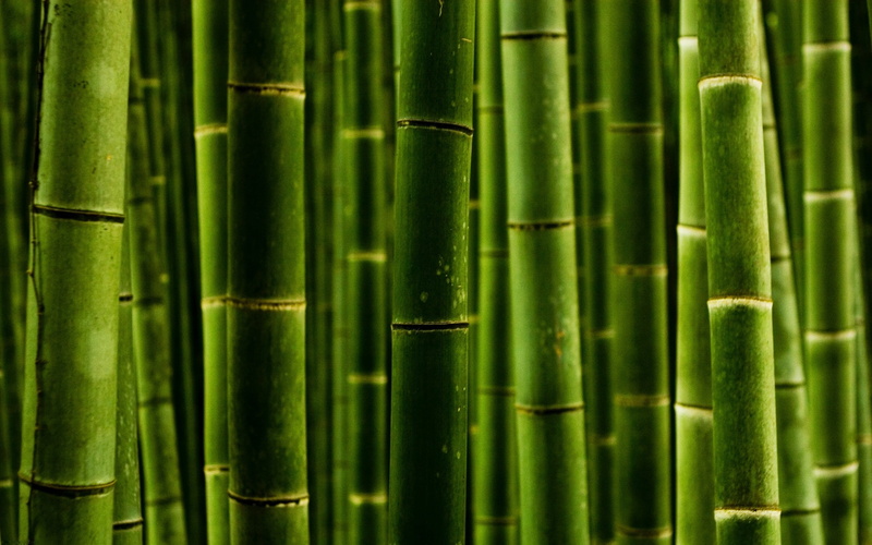 day, bamboo - Material, outdoors, forest, abstract, nature green style, grove, no People, beauty in nature, plant, china - East Asia, full frame, nature