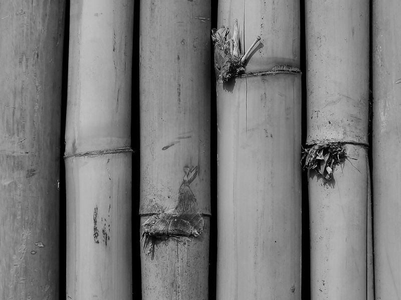 animals in the wild, bamboo shoot, insect, outdoors, invertebrate, animal, no people, day, animal themes, wood - material, full frame, leaves, wall - building feature