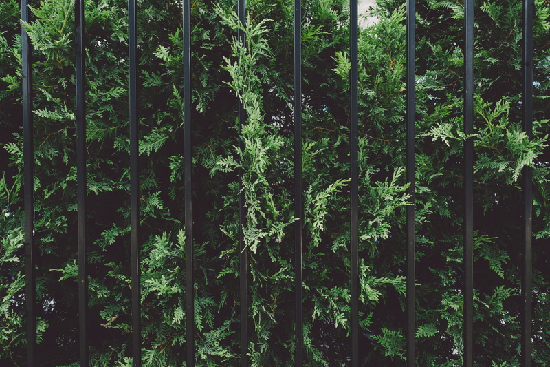 land, bamboo - plant, evergreen, pea, nature, weed, plant, botanical, metal, seasoning, rainforest, hedge, backgrounds, cedar, bamboo shoot, tranquil scene