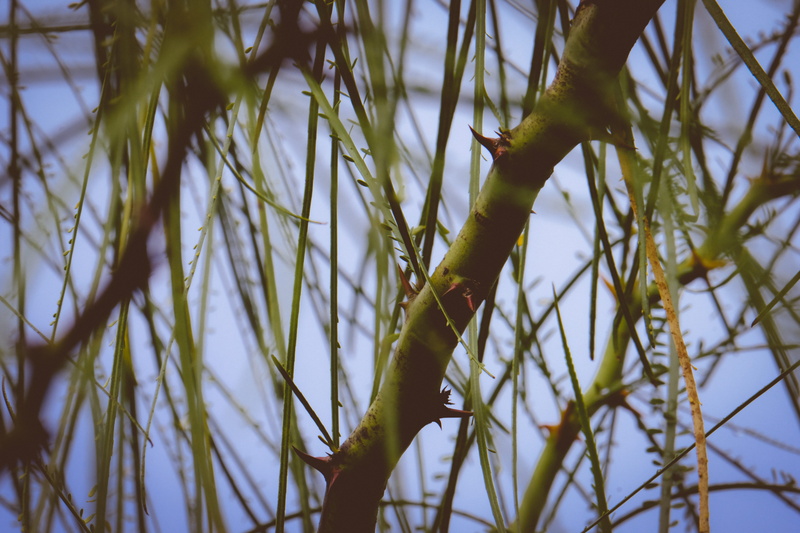 day, low angle view, bamboo shoot, focus on foreground, growth, grasshoper, plant, plant part, leaf, bamboo - plant, coniferous tree, lawn, green color