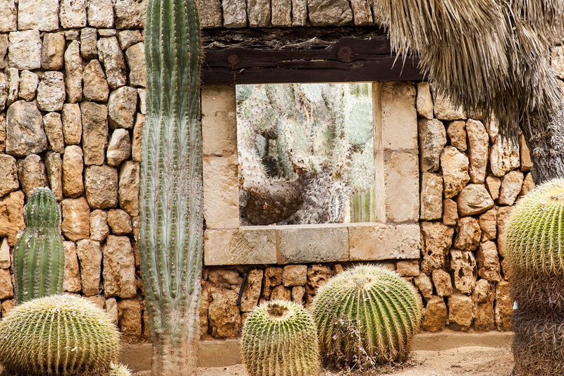 pattern, day, green color, outdoors, sunlight, window, building exterior, barrel cactus, plant, growth, nature, cactus, succulent plant, 2K, stone wall