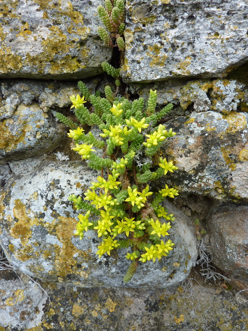 solid, concrete, rough, rock - object, beauty in nature, no people, wall, close-up, outdoors, 2K, wall - building feature, full frame, Wild Flower, growth