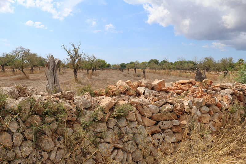 landscape, scenics - nature, balearic islands, spain, tranquil scene, rock, tree, rocky, wall, day, 5K, holiday, cloud - sky, mallorca, land, tanca wall