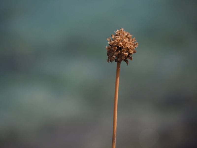 dead plant, flower, 1080P, nature, plant stem, macro, tranquility, spontaneous, growth, day, color, close up view yellow, vulnerability, yellow, warm