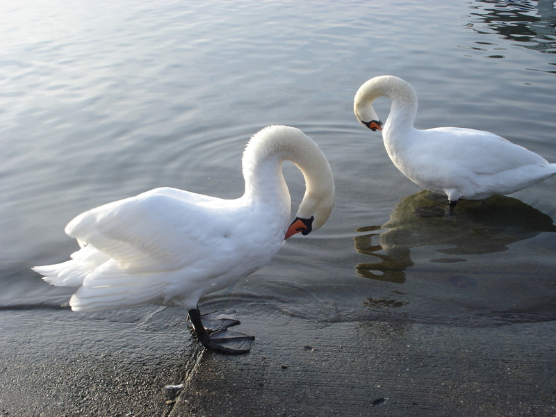 water bird, animal, animal themes, ouchy, nature, 2K, white color, vertebrate, swans, bird, switzerland, lake, no people, animals in the wild, water, lausanne