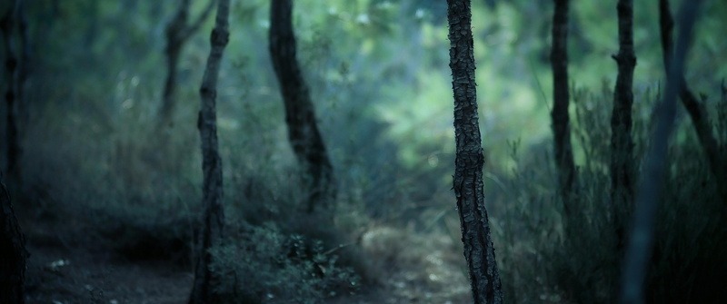 2K, focus on foreground, pine tree, no people, tranquility, nature, landscape, close-up, environment, outdoors, woodland, coniferous tree, green color
