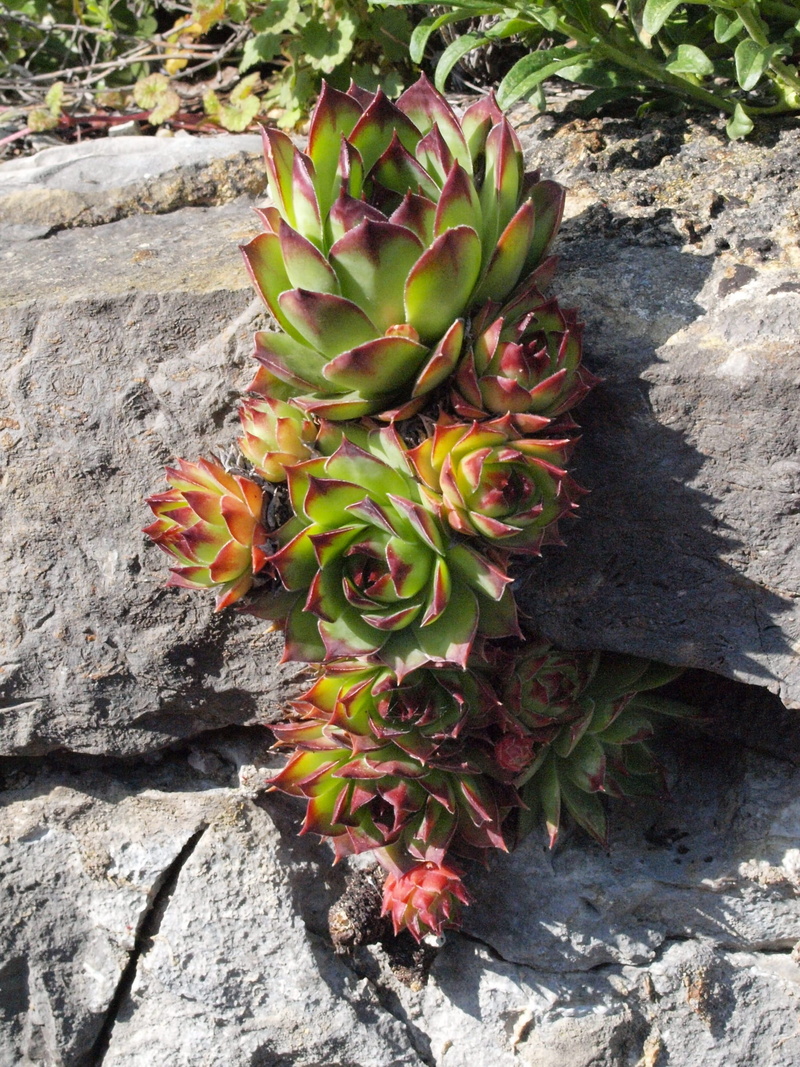 growth, fruit, leaf, cactus, agave, no people, Wall, outdoors, flower, food, dachwurz, sunlight, summer, rock - object, rock, green Color, close-up, wall greenhouses