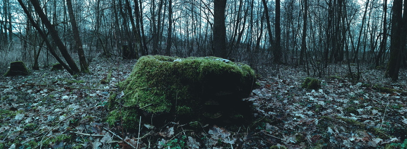 trunk, Dead Trees, moss, water, no people, beauty in nature, Poland, growth, land, forest, ultra, idyllic, outdoors, tree, ultrawide, landscape, 5K, leaves