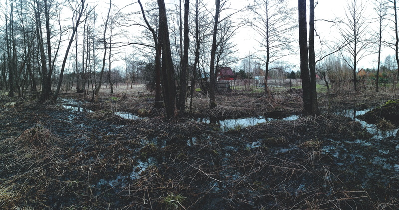 sky, forest, field, nature, non-urban scene, no people, tranquility, plant, land, outdoors, forest dead trees moss water river leaves poland ultrawide ultra wide photography landscape nature