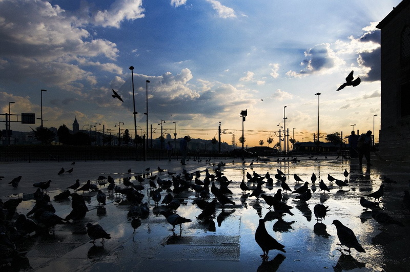 blue, birds, yeni, cloud, sky, camii, istanbul, pigeons, 720P, turkey