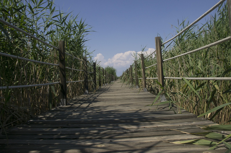 kayseri, the way forward, sky, tranquil scene, footbridge, nature, wood - material, beauty in nature, landscape, no people, day, land, growth, footpath