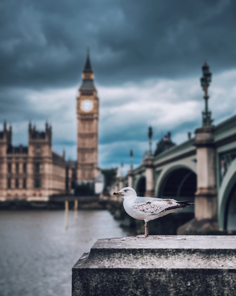 animals in the wild, mood, cloud - sky, sky, bigben, built structure, vertebrate, architecture, selective, dark, animal wildlife, cloud, tower, london bridge