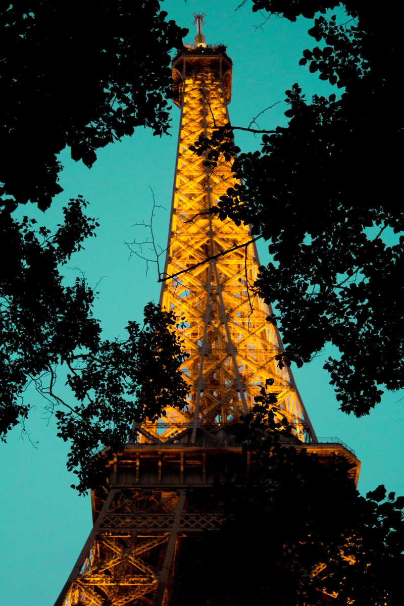 eiffeltower, plant, paris, low angle view, connection, sky, nature, technology, metal, lights, history, travel destinations, day, building exterior, no people