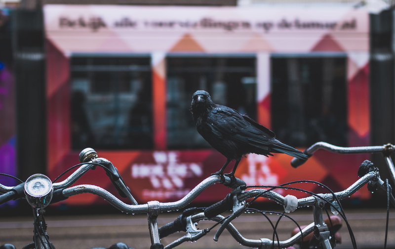 bike rack, nature, outdoors, wild bird, city, rain, bird, 5K, fence, wildlife, black Color, bicycle, black, crow, train, cinematic, bike, raven, wildbird