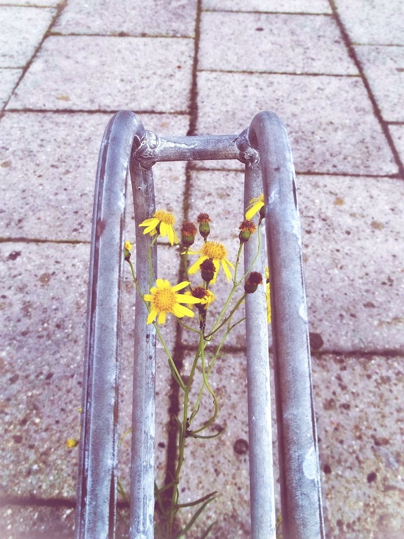 close-up, architecture, flowering plant, growth, vulnerability, blossom, yellow flower, beauty in nature, flora, outdoors, high angle view, Yellow, Bike Racks