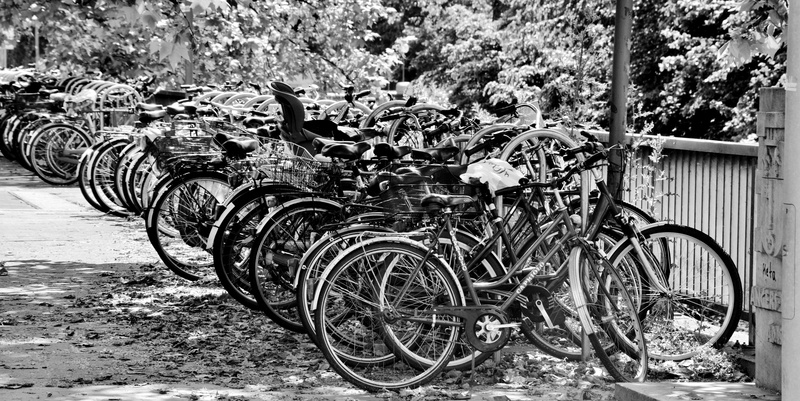 wheels, 4K, plant, cycle, cycling, bicycles, black and white, animal, bike racks, outdoors, nature, animal themes, land vehicle, wheel, no people, land