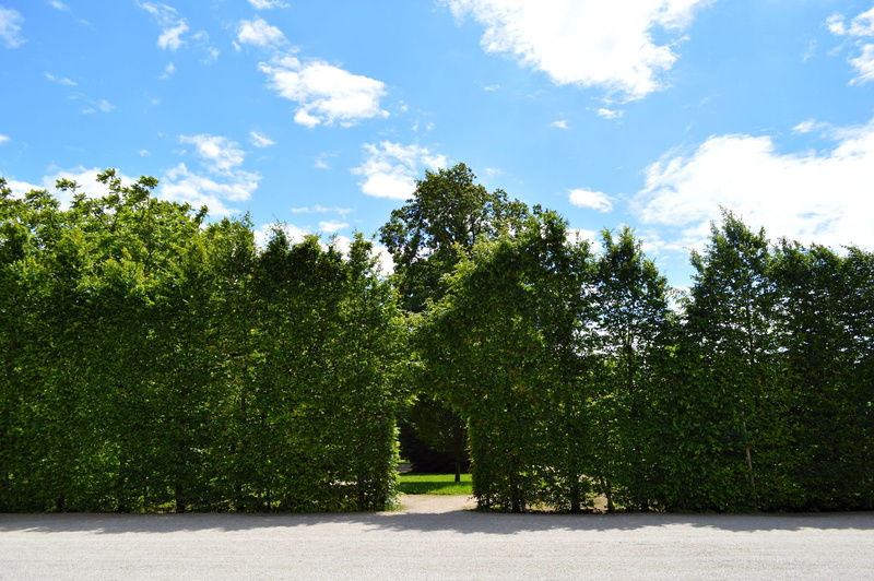 tranquility, beauty in nature, sunlight, hedge, clouds, trees, cloud - sky, tranquil scene, nature, day, fence, schonbrunn, tree, 1080P, green, scenics - nature