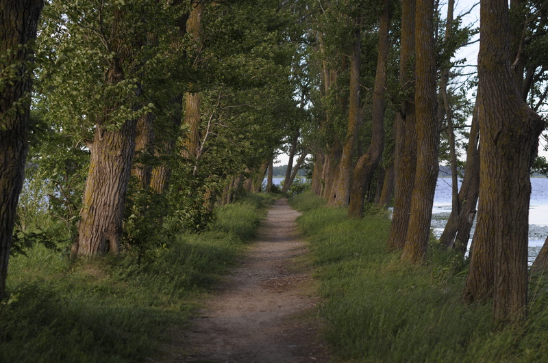 pier, running, growth, leisure activity, direction, footpath, tree trunk, rear view, evening, nordic, trees, latvia, lake, nature, 4K, plant, forest, concept