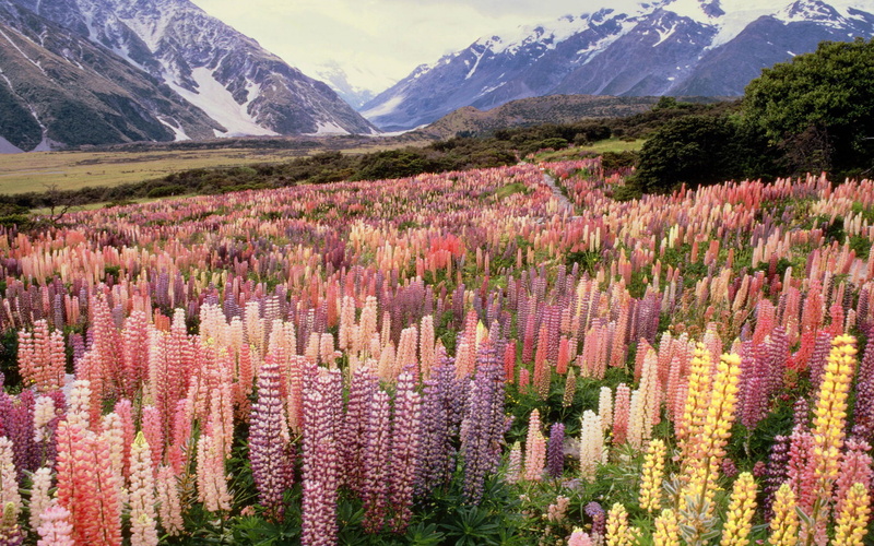 new, lupine, national, park, mount, hd, zealand, 1080P, cook, wild