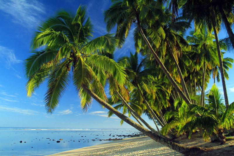 palm, shoreline, tranquil scene, 2K, tropical beach, beauty in nature, growth, tree, land, no people, seashore, green color, nature, outdoors, tropical tree
