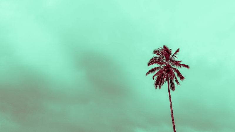 miami colours, green, flower, low angle view, palms, nature, freshness, copy space, fragility, miami, aqua, beauty in nature, tree, day, 2K, outdoors