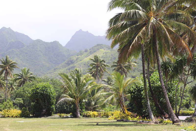 coconut palm tree, palm, rarotonga, outdoors, day, scenics - nature, non-urban scene, tranquil scene, plant, tropical tree, idyllic, land, tranquility