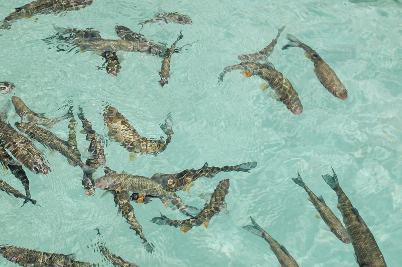 underwater, vertebrate, animals in the wild, large group of animals, plitvički ljeskovac, croatia, high angle view, fish, sea life, undersea, water, waterfront