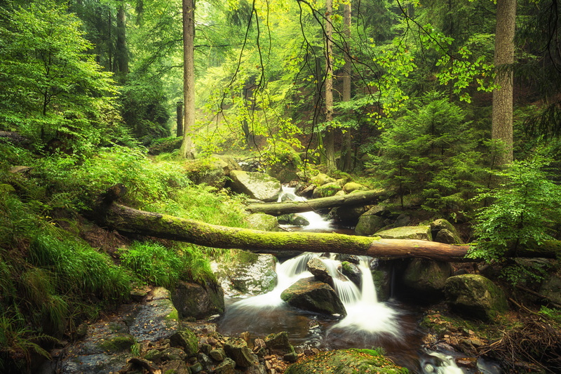 creeks, 5K, wilderness, forest, rocks, moss, river, nature