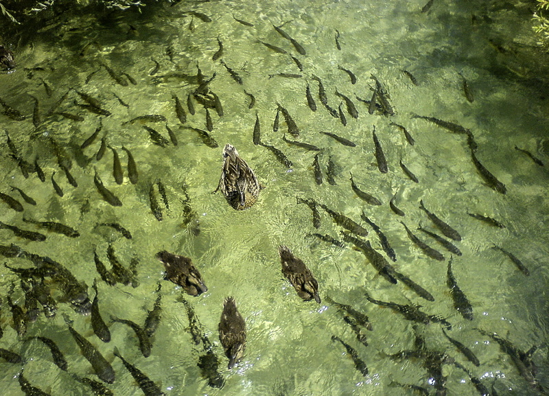 swimming, lakes, animal themes, high angle view, water, green color, animal, river, park, wildlife, no people, national, nature, Plitvice Lakes National Park