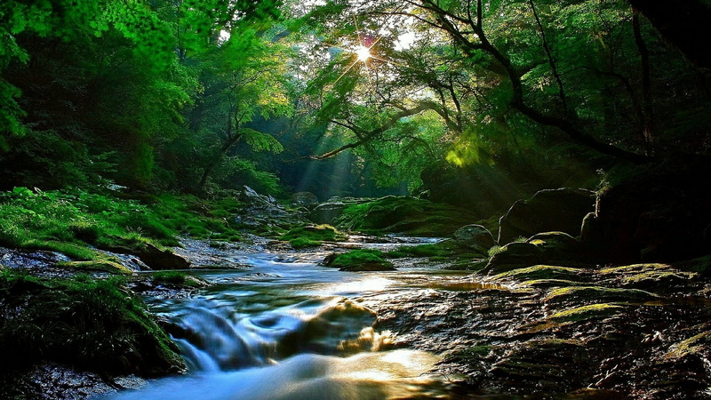 creek, tranquility, non-urban scene, rock - object, sunbeam, land, rock, no people, outdoors, flowing, plant, solid, 1080P, tree, woods, waterfall, beauty in nature