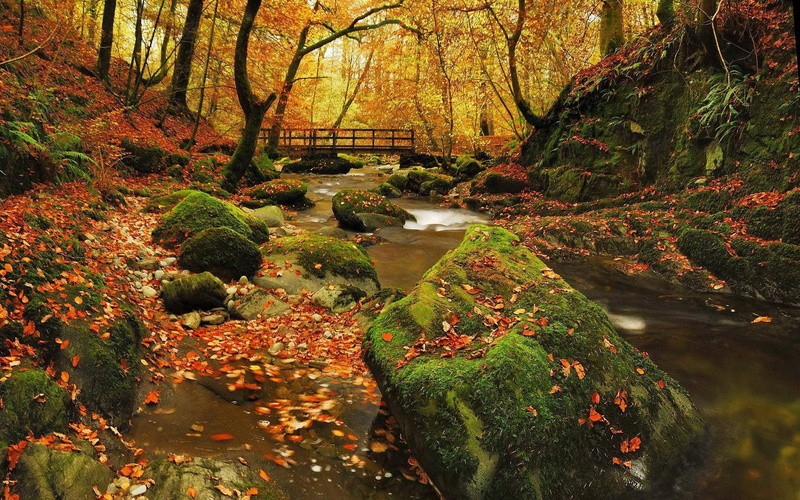 beauty in nature, lake, tranquil scene, autumn collection, change, day, flowing, bridge, plant, fall, outdoors, tree, autumn, no people, land, forest, 1080P