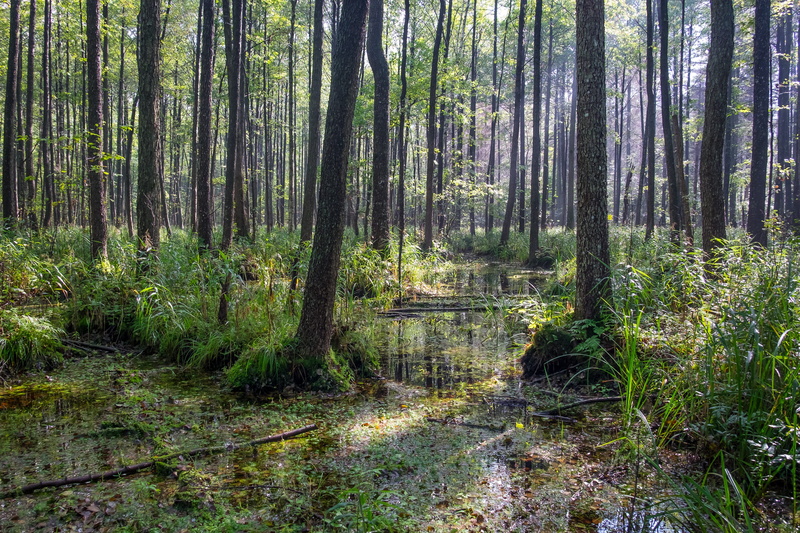 environment, wood, puszcza białowieska, pine woodland, remote, sanctuary, tree trunk, plant, outdoors, trunk, tranquil scene, nature, grass, land, no people