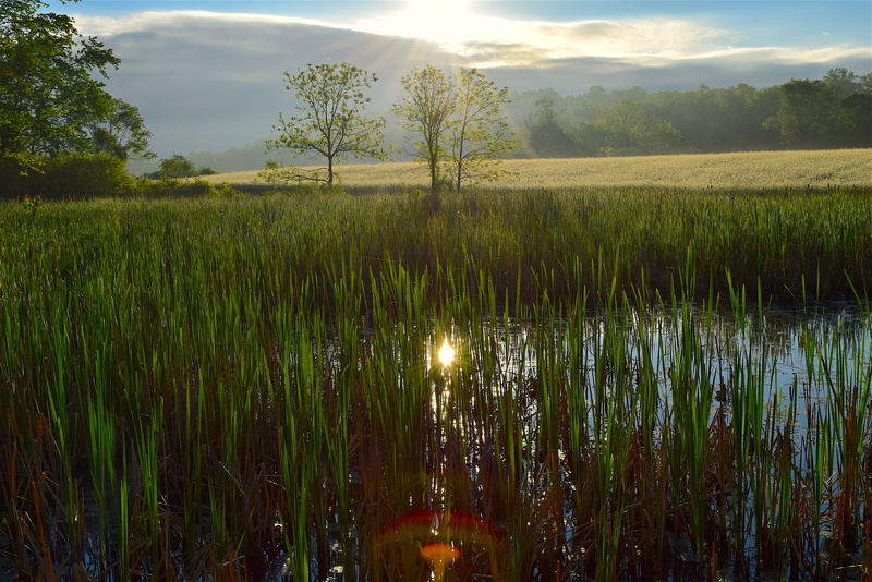 agriculture, blue, tranquility, morning, lake, Wetlands, beauty In Nature, environment, wilderness, Nature, meadow, dawn, tree, no people, outdoors, 4K