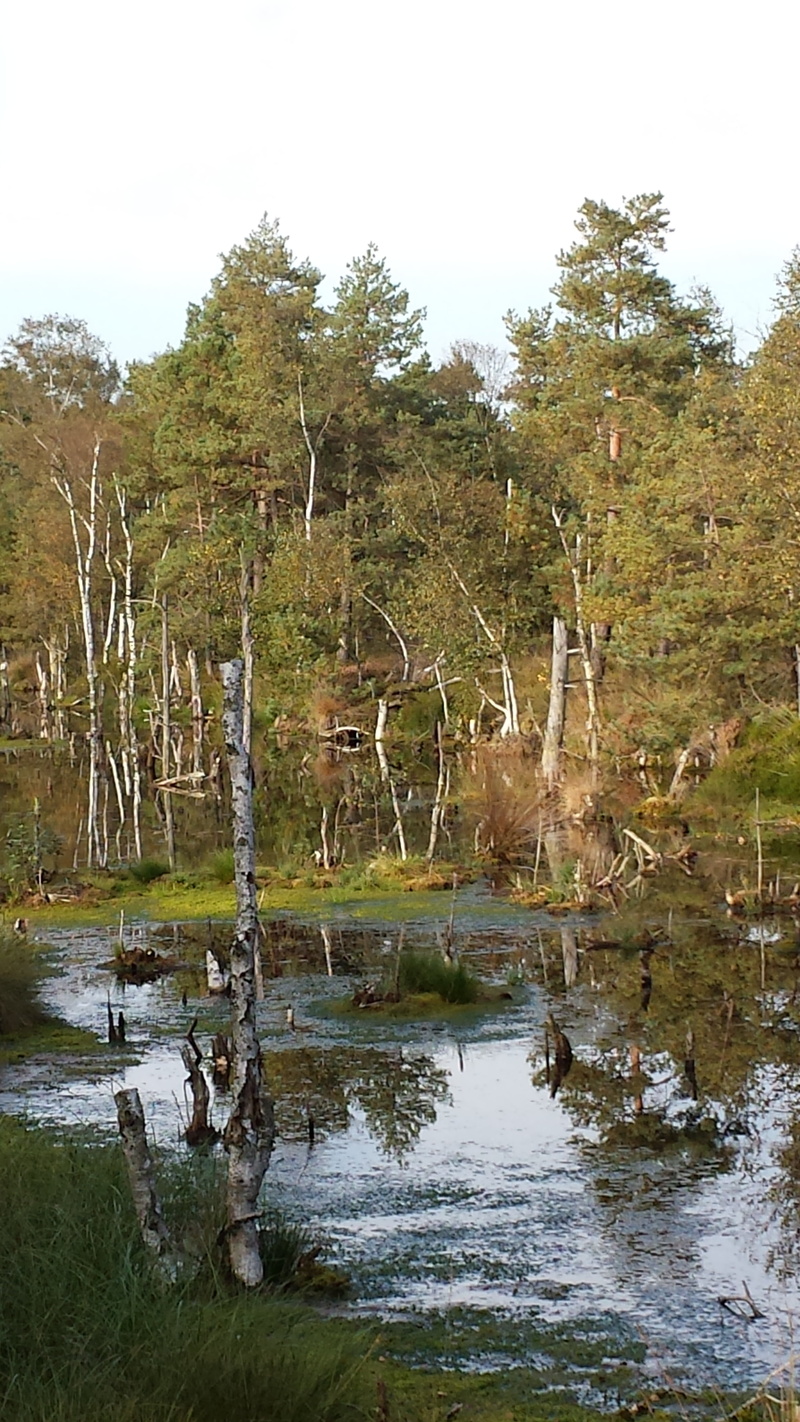 waterfront, wetland, swampy, pine, flowing water, plant, flowing, moorland, scenics - nature, sky, moor, water, nature reserve, no people, nature, day