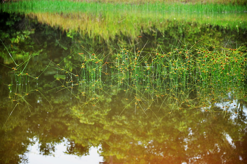 grass, tree, backgrounds, summer, pond, leaf, field, environment, tranquility, beauty in nature, nature, green, marsh, outdoors, ecology, land, focus on foreground