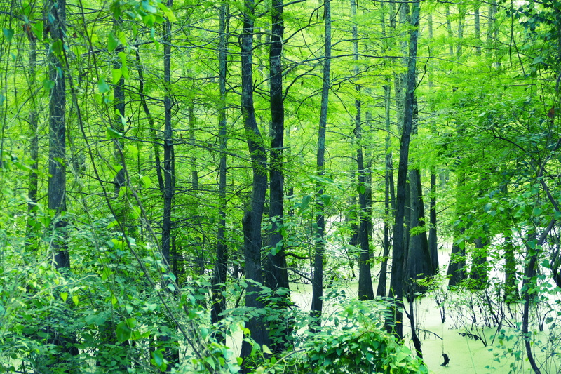 bamboo - plant, tranquil scene, 5K, rainforest, woodland, leaf, day, wilderness, ecology, pond, water, landscape, lush foliage, foliage, tree, green color