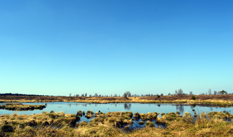 body, grass, scenics, moist, beauty in nature, scenics - nature, swampy, tranquility, wetland, venn, travel destinations, swamp grass, nature conservation