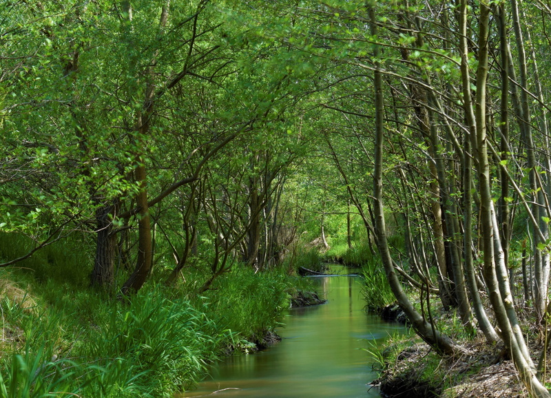 outdoors, stones, growth, atmosphere, lush foliage, tranquil scene, flowing, plant, lighting, wild, foliage, watercourse, land, flowing water, forest, scenic