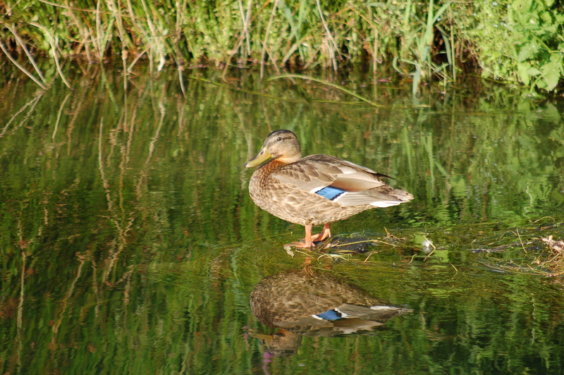 waterfront, feathers, vertebrate, poultry, fauna, animal wildlife, grass, lake, watercourse, nature, animals in the wild, water bird, plant, animal themes