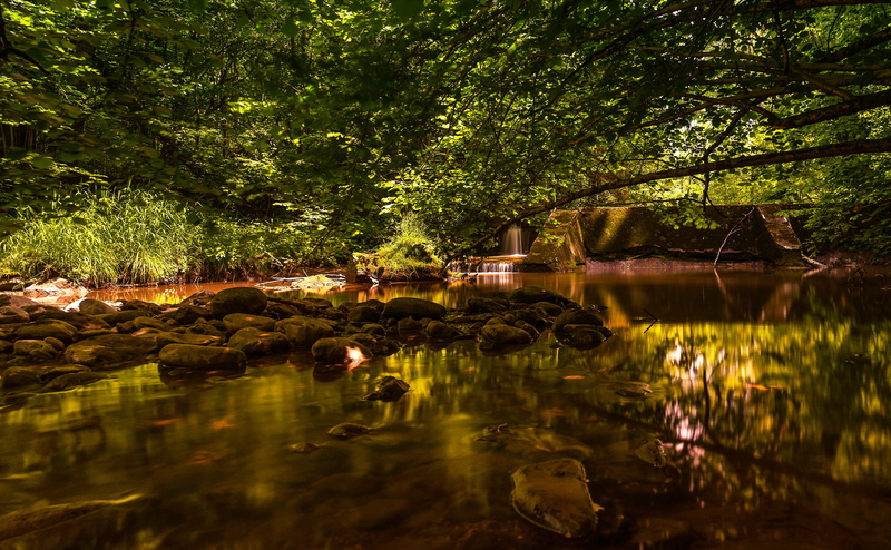 plant, land, lake, outdoors, growth, tranquil scene, reflection, long exposure, water, 4K, green color, beauty in nature, rock, branches, nature, green tree