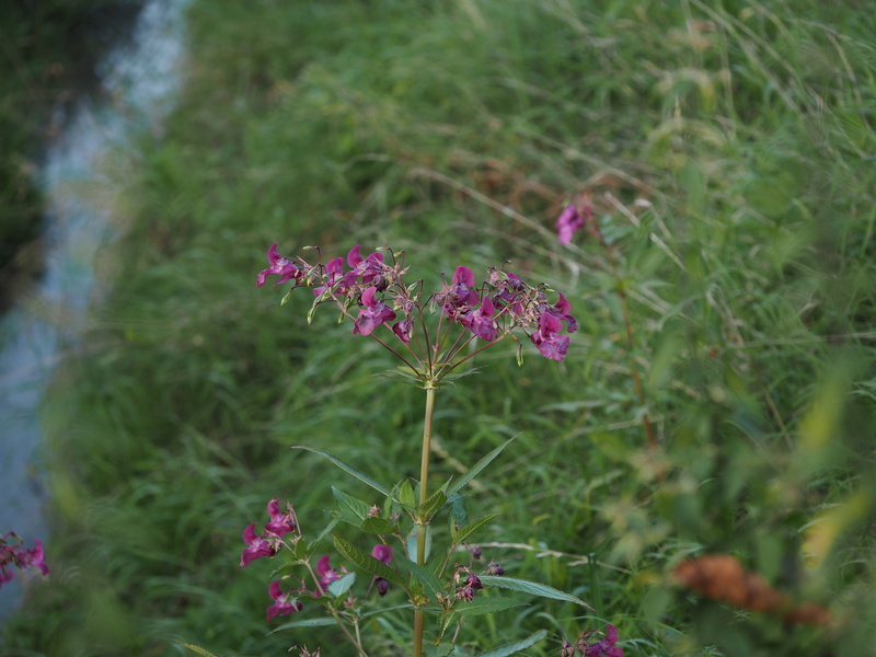 land, green color, waters, 4K, vulnerability, inflorescence, purple, landscape, idyllic, beauty in nature, grass, bach, day, walk, close-up, autumn, flower head