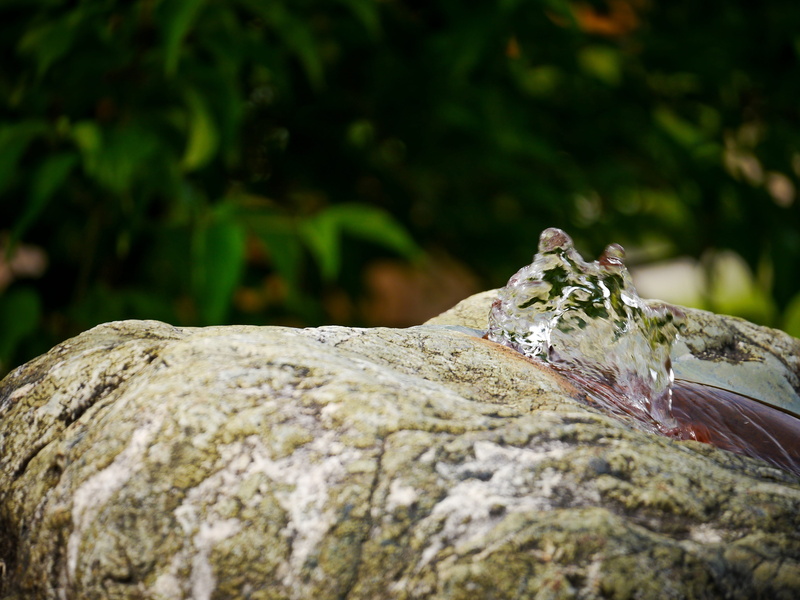 fountain, selective focus, bark, wet, one animal, clear, drinking water, water, day, plant, 4K, nature, wood - material, focus on foreground, crystal clear