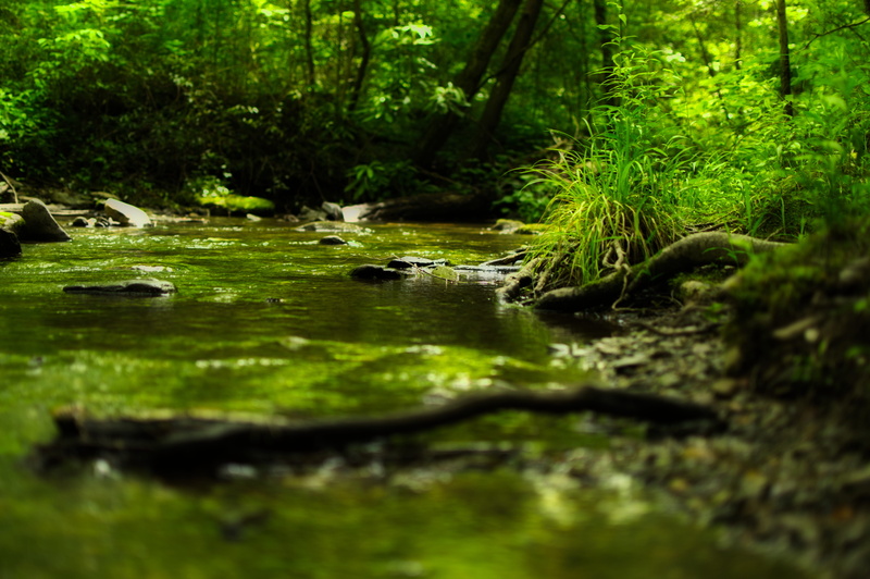 nature, tree, 5K, landscape, tranquility, green color, idyllic, scenics - nature, smoky mountain, no people, lake, wilderness, plant part, creek, surface level