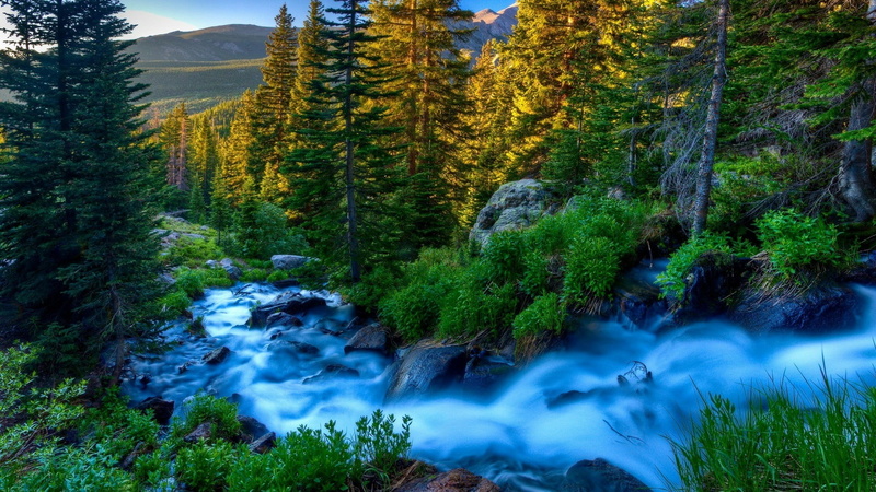 tree, no people, beauty in nature, watercourse, growth, vegetation, non-urban scene, tranquility, blurred motion, power in nature, motion, nature, creek