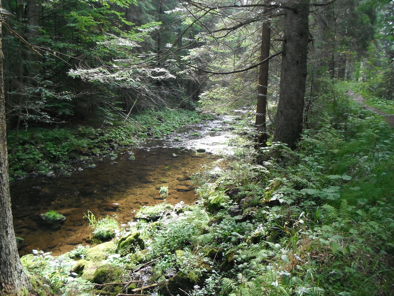 scenics - nature, stream, day, stream - flowing water, green color, 4K, environment, tranquil scene, hiking, tree, flowing water, land, woodland, growth