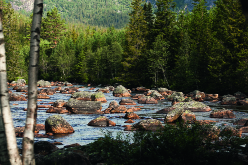 creek, tranquility, 4K, scenic, woodland, land, watercourse, growth, water, norway, forest, rock, tranquil scene, tree, flowing, green color, scenics - nature