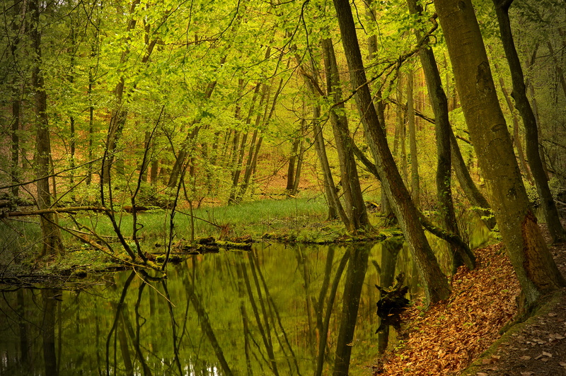 no people, woodland, tranquility, change, scenics - nature, idyllic, watercourse, trees, tranquil scene, autumn, plant, rest, beauty in nature, non-urban scene