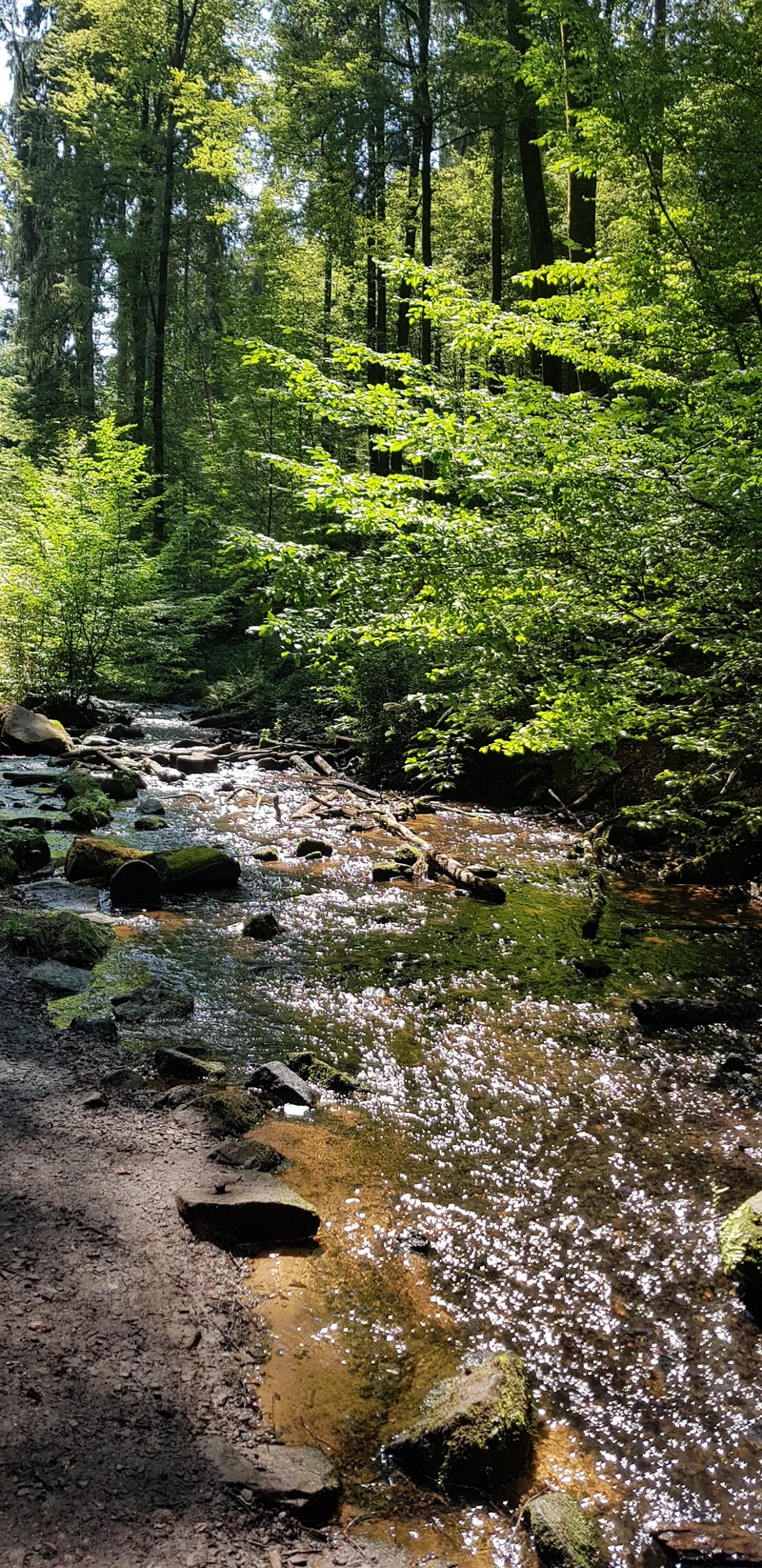 day, motion, steinig, scenics - nature, tranquility, bach, short trip, downloading, creek, palatinate forest, flowing water, outdoors, green color, watercourse