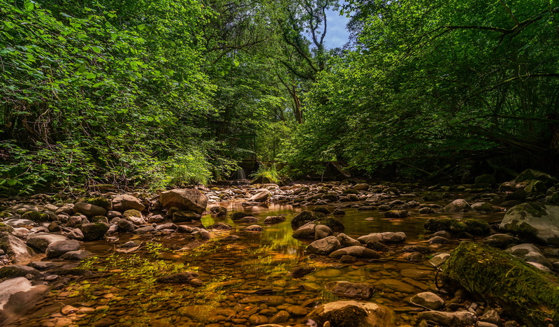 flowing, scenics - nature, tree, summer, rock - object, landscape, rock, tranquility, non-urban scene, day, stream - flowing water, water, branches, mirroring