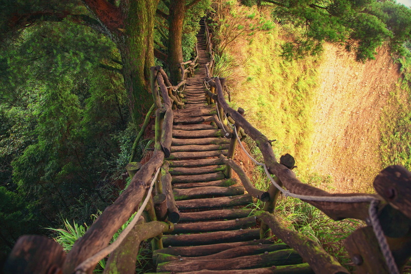 jungle, chair, wooden, tree, bridge, wood, trunk, branch, rocking, 1080P, forest, nature, outdoors, plant, land, green color, growth, direction, beauty in nature
